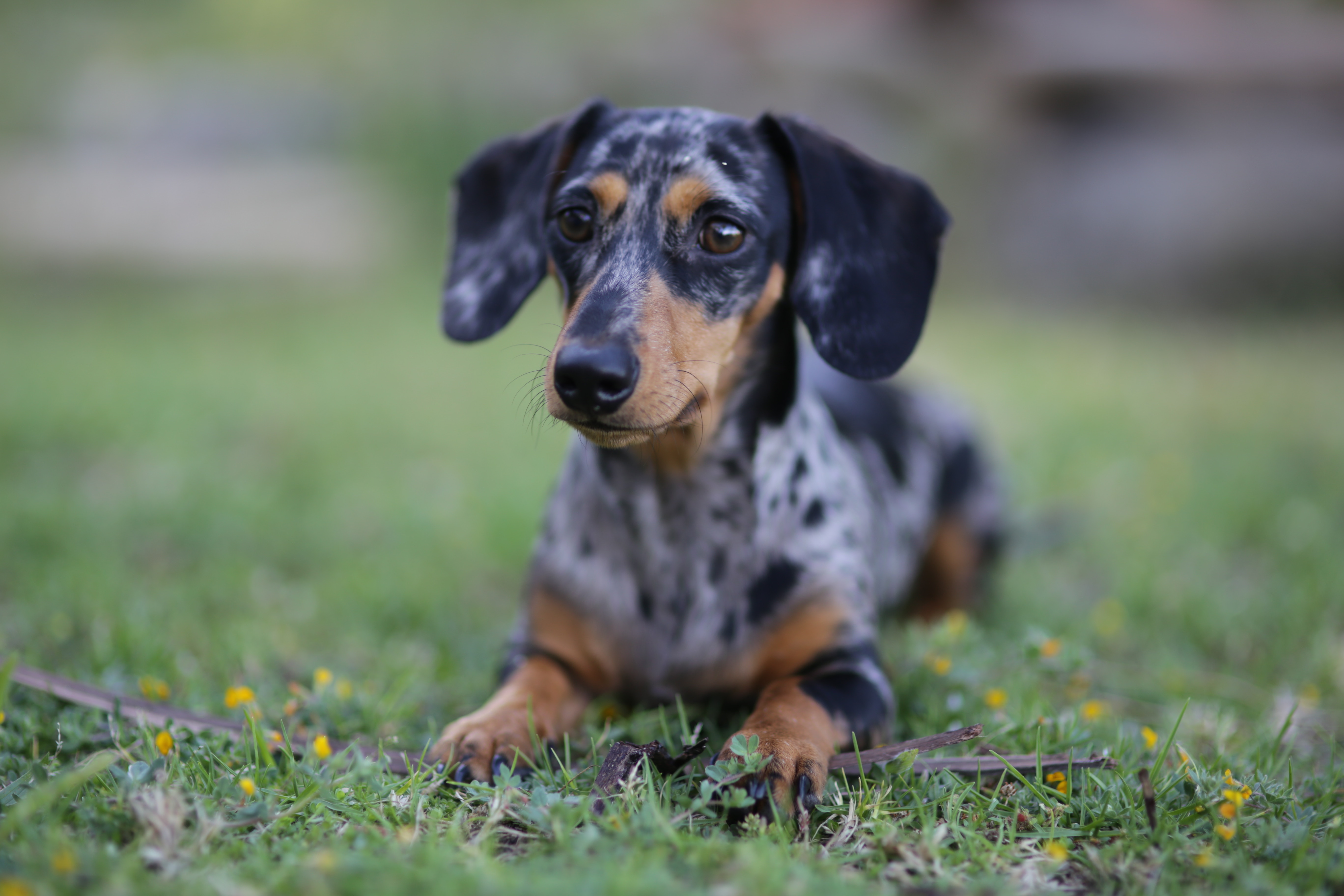 Dachshund