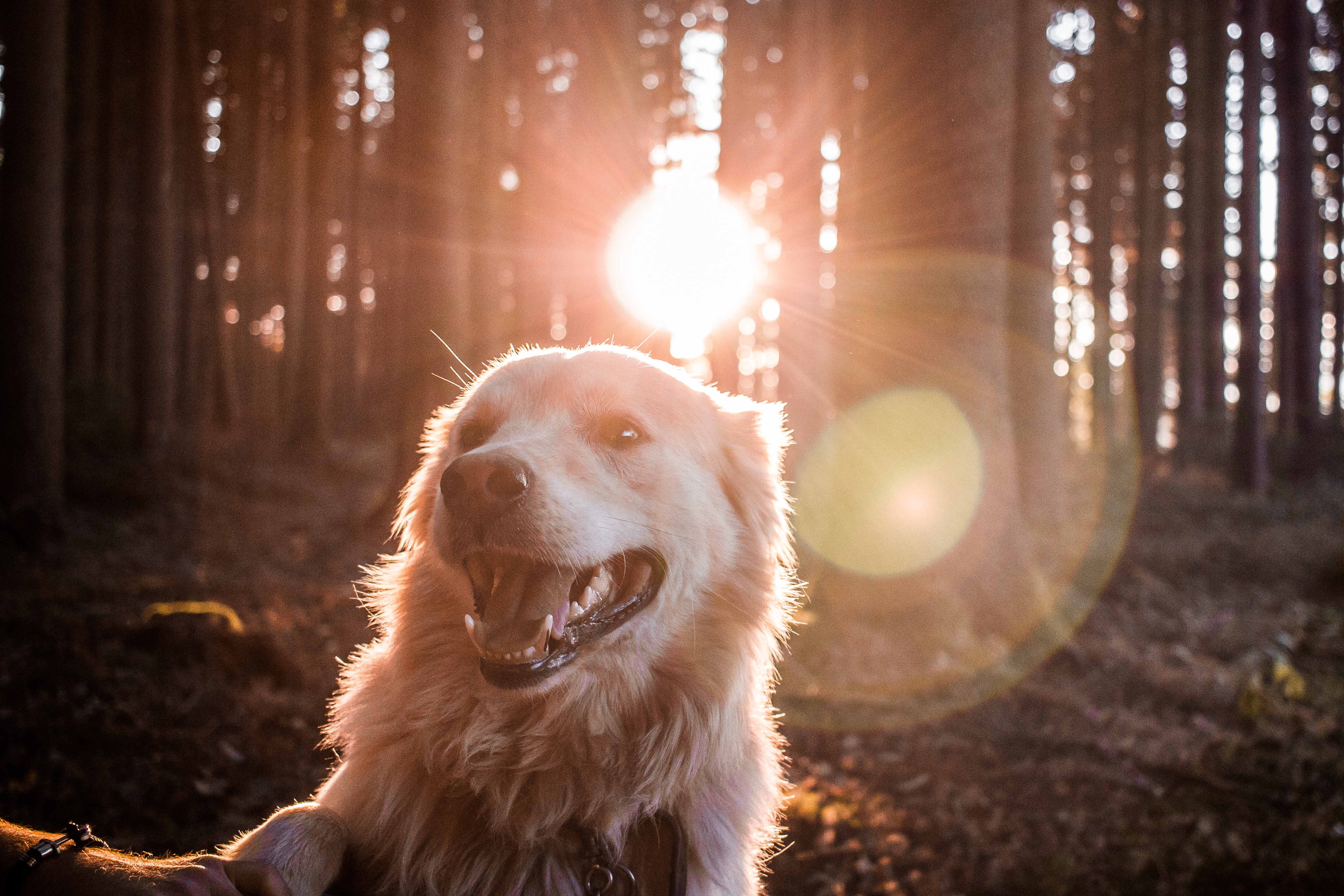 Golden in forest with sun behind