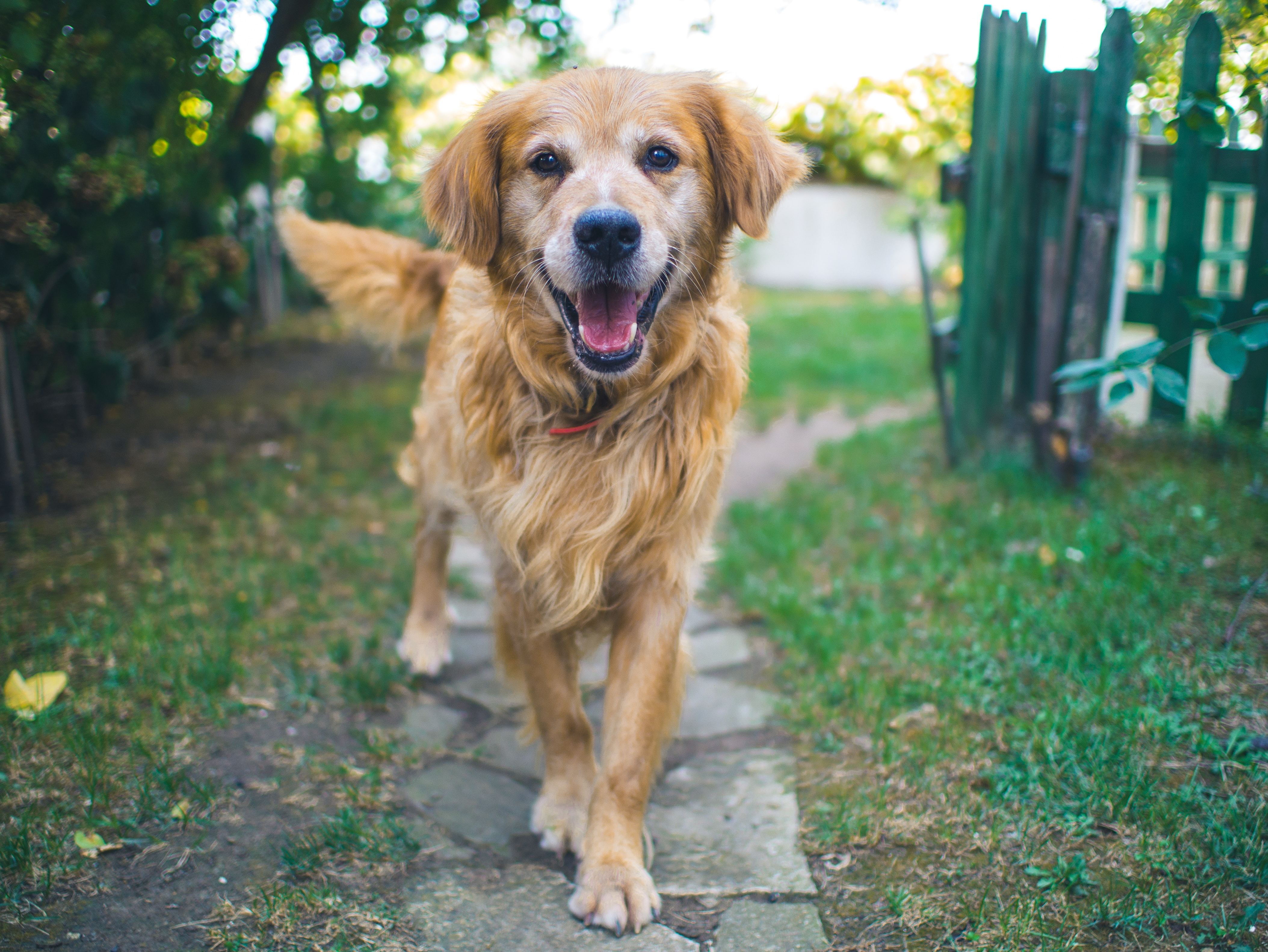 Happy golden retriever walking down garden path