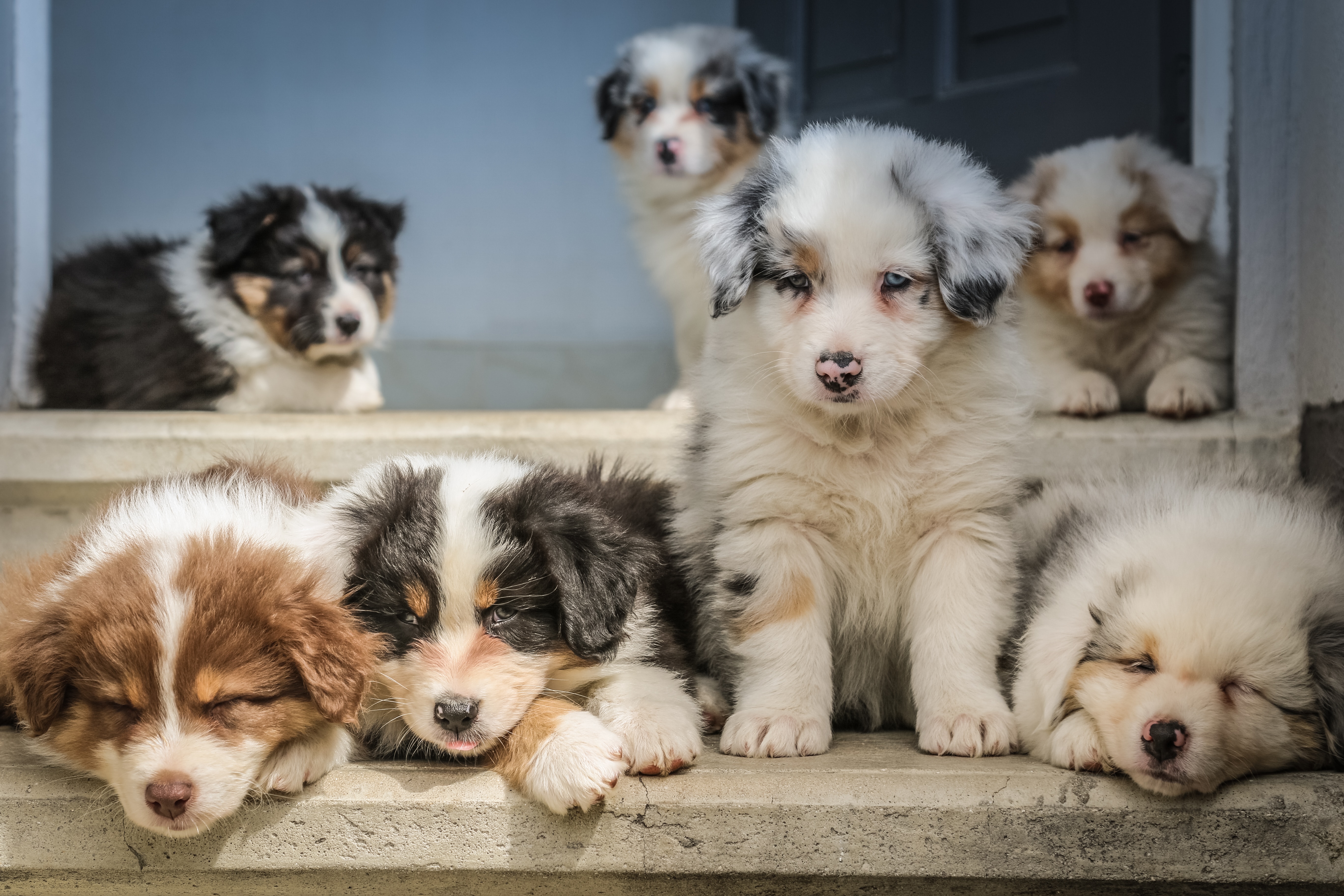 Group of 7 Border Collie puppies on a step, some of them sleeping 